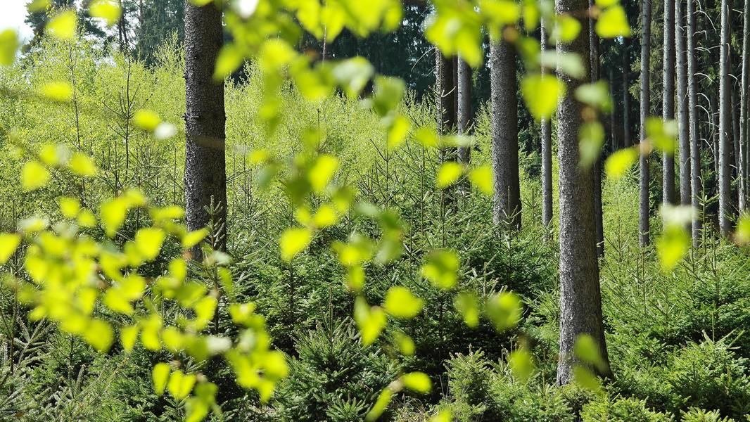 Lön för en Skogsarbetare, plantering