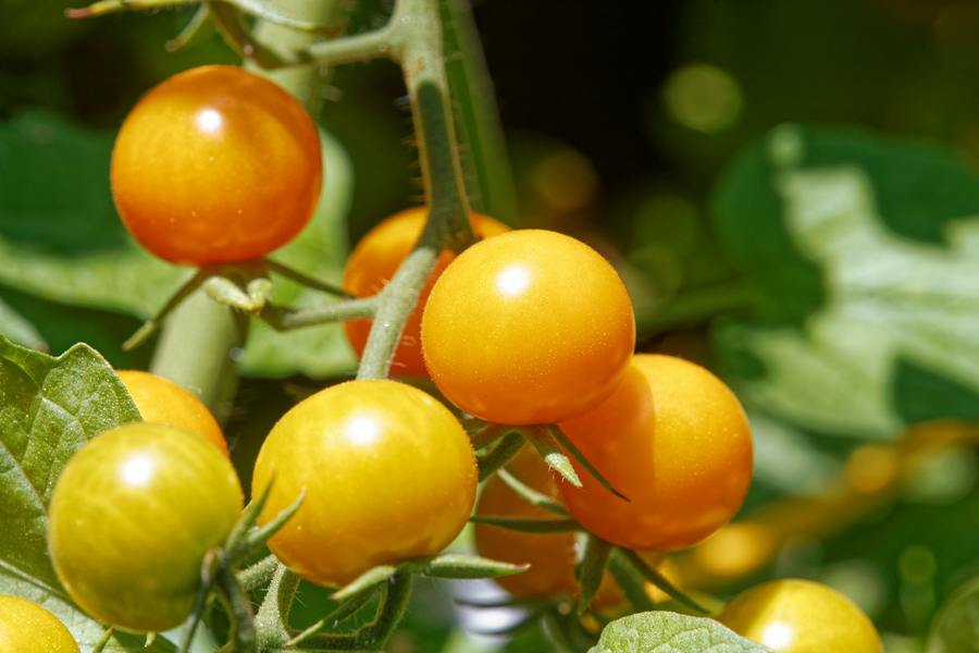 Lön för en Tomatplockare